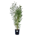 bambus spectabilis sadzonka w donicy 5l