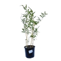 bambus spectabilis sadzonka w donicy 2,5l