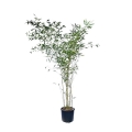 bambus spectabilis sadzonka w donicy 10l
