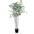 Phyllostachys bissetii  sadzonka w donicy 10l