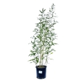 Phyllostachys bissetii  sadzonka w donicy 5l