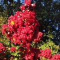 Lagerstroemia Czerwona roślina do ogrodu