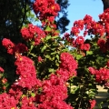 Lagerstroemia Czerwona roślina do donicy