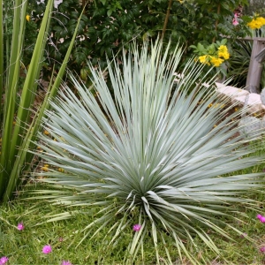 Juka Blue Swan ⌇  Yucca rostrata C 25