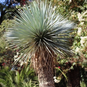 Juka Blue Swan ⌇  Yucca rostrata C 35