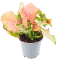 Syngonium neon robusta sadzpnka p12.jpg