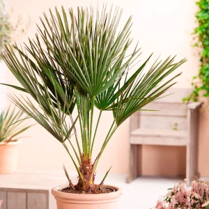 Palma Karłatka niska ⌇ Chamaerops Humilis C15