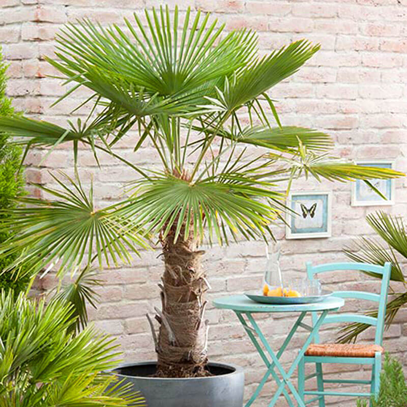Palma Mrozoodporna - Trachycarpus fortunei sadzonka