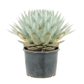 Agawa Agave parryi sadzonka w donicy