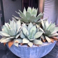 Agawa Agave parryi roślina dekoracyjna przed wejście