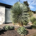 Agawa Agave parryi roślina do ogrodu