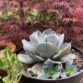 Agawa Agave parryi roślina do dużej donicy