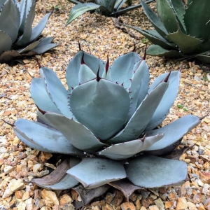 Agawa ⌇ Agave parryi C8/10