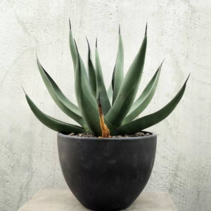 Agawa Nigra ⌇ Agave nigra C8