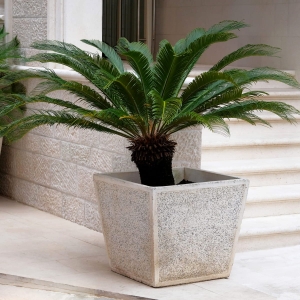 Palma Cykas Revoluta  ⌇ Cycas Revoluta C8