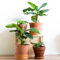 Bananowiec Musa Dwarf Cavendish  uprawa
