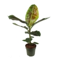 Bananowiec Dwarf Cavendish sadzonka w donicy