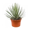 Agawa Nitkowana, Agave filifera sadzonka w donicy