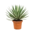Agawa (Agave angustifolia) sadzonka w donicy C10