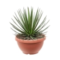 Agave ocahui długolistna sadzonka w donicy