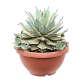 Agawa Eye Scream, Agave potatorum sadzonka w donicy 6-8l