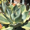 Agawa Eye Scream, Agave potatorum roślina na patio
