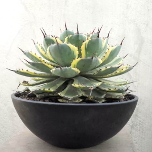 Agawa Eye Scream ⌇ Agave potatorum C6/8