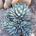 Agave macroacantha  roślina na skalniak