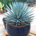 Agave macroacantha roślina do donicy na taras