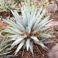Agave macroacantha roślina egzotyczna do ogrodu