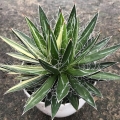 Agawa Nitkowana, Agave filifera roślina do donicy