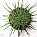 Agawa Nitkowana  w donicy 8l