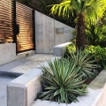 Agave angustifolia roślina na taras
