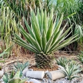 Agave angustifolia  roślina do ogrodu