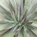 Agave ocahui długolistna sprzedaż