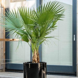Palma Karłatka niska ⌇ Chamaerops Humilis C7,5