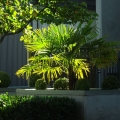 Palma Mrozoodporna Trachycarpus Fortunei uprawa w gruncie