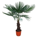 Palma Mrozoodporna (Trachycarpus Fortunei) sadzonka w donicy
