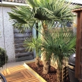 Palma Mrozoodporna - Trachycarpus Fortunei pielęgnacja