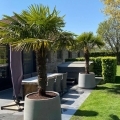 Palma Mrozoodporna - Trachycarpus Fortunei roslina na taras