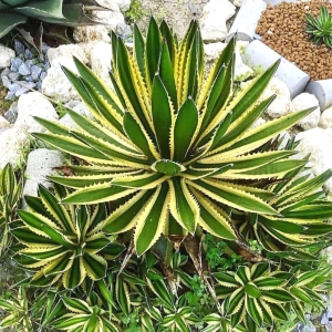 Agawa Quadricolor ⌇ Agave lophantha C6/8