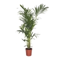 Palma Kentia • Howea forsteriana sadzonka w donicy