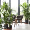 Palma Kentia • Howea forsteriana do hotelu