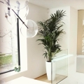 Palma Kentia • Howea forsteriana sadzonka