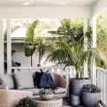 Palma Kentia • Howea forsteriana na taras