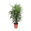 Palma Biczowa (Rhapis Excelsa) sadzonka w donicy