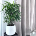 Palma Biczowa (Rhapis Excelsa) do salonu