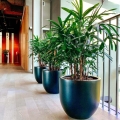 Palma Biczowa (Rhapis Excelsa) do hotelu