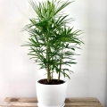 Palma Biczowa (Rhapis Excelsa) sadzonka