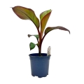 Bananowiec Red Banana Maurelii sadzonka w doniczce 2,5/3l